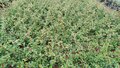 Cotoneaster 'Coral Beauty', 1.5L Dwergmispel