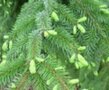 Pinus sylvestris, Grove den, bosplantgoed, 1+1 20/30