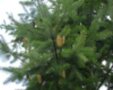 Pseudotsuga menziesii, douglasspar, 1+0 60/80