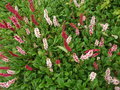 Borderpakket "Pinky Twinky" Voor 6m2 - P9 Pot (9x9cm) - Koop Rechtstreeks Van De Kweker