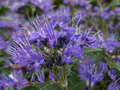 Borderpakket "Purple Princess" Voor 6m2 - P9 Pot (9x9cm) - Koop Rechtstreeks Van De Kweker