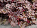 Borderpakket "Purple Princess" Voor 6m2 - P9 Pot (9x9cm) - Koop Rechtstreeks Van De Kweker