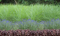 Borderpakket "Purple Princess" Voor 6m2 - P9 Pot (9x9cm) - Koop Rechtstreeks Van De Kweker