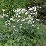 Borderpakket "White Shadow" Voor 6m2 - P9 Pot (9x9cm) - Koop Rechtstreeks Van De Kweker