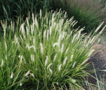 Borderpakket "White Shadow" Voor 6m2 - P9 Pot (9x9cm) - Koop Rechtstreeks Van De Kweker