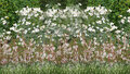 Borderpakket "White Shadow" Voor 6m2 - P9 Pot (9x9cm) - Koop Rechtstreeks Van De Kweker