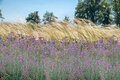 Borderpakket "Wild Grown" Voor 6m2 - P9 Pot (9x9cm) - Koop Rechtstreeks Van De Kweker
