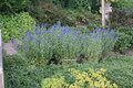 Borderpakket "Wild Grown" Voor 6m2 - P9 Pot (9x9cm) - Koop Rechtstreeks Van De Kweker