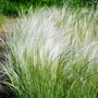 Borderpakket "Wild Grown" Voor 6m2 - P9 Pot (9x9cm) - Koop Rechtstreeks Van De Kweker