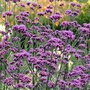 Borderpakket "Bees And Butterflies" Voor 6m2 - P9 Pot (9x9cm) - Koop Rechtstreeks Van De Kweker
