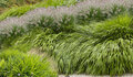 Borderpakket "Green Green Grass" Voor 6m2 - P9 Pot (9x9cm) - Koop Rechtstreeks Van De Kweker