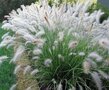 Borderpakket "Green Green Grass" Voor 6m2 - P9 Pot (9x9cm) - Koop Rechtstreeks Van De Kweker