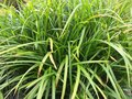 Borderpakket "Green Green Grass" Voor 6m2 - P9 Pot (9x9cm) - Koop Rechtstreeks Van De Kweker