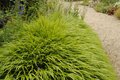 Borderpakket "Green Green Grass" Voor 6m2 - P9 Pot (9x9cm) - Koop Rechtstreeks Van De Kweker