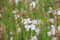 Borderpakket "White Shadow" Voor 6m2 - P9 Pot (9x9cm) - Koop Rechtstreeks Van De Kweker