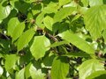 Betula pubescens, Zachte berk, bosplantgoed, 1+1 80/120