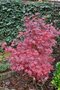 Acer palmatum 'Bloodgood', 125-150 25L, Japanse esdoorn