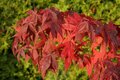 Acer palmatum 'Osakazuki', 150-175 35L