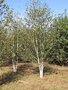 Betula utilis 'Doorenbos' meerst., 250/300 cm 90L, Zilverberk