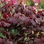 Cercis can. 'Forest Pansy', 100-125 25L, Judasboom