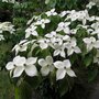 Cornus k. 'Teutonia', 100-125 25L, Japanse grootbloemige kornoelje