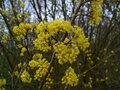 Cornus Mas, 175-200 45L, Gele Kornoelje