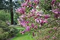 Magnolia 'Susan', 175-200 90L Beverboom