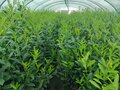 Prunus Laur. 'Caucasica' 3L, 80-100 Laurierkers