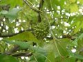 Liquidambar styraciflua, 8/10 pot 43LAmberboom