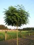 Robinia pseud. 'Umbraculifera', stam 150cm 10L pot, Bolacacia