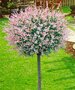 Salix integra 'Hakuro Nishiki', stam 120cm 5L, Treurwilg
