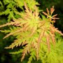 Acer palmatum 'Seiryu', 150-175 70L meerstammig