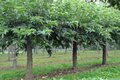 Morus alba 'Fruitless', 16/18 Draadkluit, Witte moerbei, HOOGSTAM