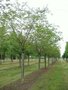 Prunus 'Accolade', 12/14 Draadkluit, Japanse sierkers