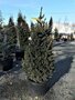 Picea abies 'Cupressina', 50-60 7.5L, Fijnspar