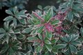 Pieris jap. 'Little Heath', 40-50 7.5L, Lavendelheide