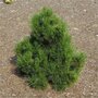 Pinus hel. 'Malinki', 25-30 7.5L
