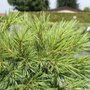 Pinus strobus 'Minima', 30-40 7.5L