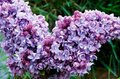 Syringa vulg. 'Kath. Havemeyer', 50-60 10L, Sering