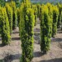 Taxus b. 'Fastigiata Aurea',60-80-10L, Venijnboom
