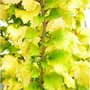 Ulmus holl. 'Wredei', 125-150 10L, Treurolm