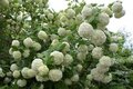 Viburnum opulus 'Roseum' 7.5L, gelderse roos