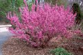 Cercis chin. 'Avondale', 60/80 Kluit, Chinese judasboom