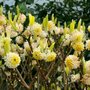 Edgeworthia chrys. 'Grandiflora', 40-50 Kluit, Papierstruik