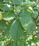 Euonymus phellomanus, 80-100 30L, Kardinaalshoed