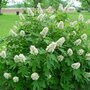 Hydrangea quercifolia 'Alice', 40-60 10L, Hortensia