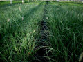 Pennisetum alop. 'Hameln' 2L,Lampepoetsergras