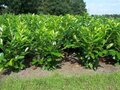Prunus Laur. 'Novita' 3L, 40-60, Laurierkers