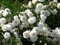 Rosa 'Sea Foam', 1,5L rozen