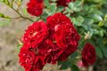 Rosa 'Fairy Dance' 1,5L, Trosrozen